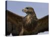 Close-Up of a Buzzard (Buteo Buteo), Captive, Cumbria, England, United Kingdom-Steve & Ann Toon-Stretched Canvas