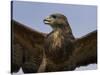 Close-Up of a Buzzard (Buteo Buteo), Captive, Cumbria, England, United Kingdom-Steve & Ann Toon-Stretched Canvas