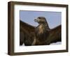 Close-Up of a Buzzard (Buteo Buteo), Captive, Cumbria, England, United Kingdom-Steve & Ann Toon-Framed Photographic Print