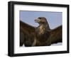 Close-Up of a Buzzard (Buteo Buteo), Captive, Cumbria, England, United Kingdom-Steve & Ann Toon-Framed Photographic Print