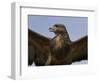 Close-Up of a Buzzard (Buteo Buteo), Captive, Cumbria, England, United Kingdom-Steve & Ann Toon-Framed Photographic Print