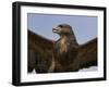 Close-Up of a Buzzard (Buteo Buteo), Captive, Cumbria, England, United Kingdom-Steve & Ann Toon-Framed Photographic Print