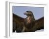 Close-Up of a Buzzard (Buteo Buteo), Captive, Cumbria, England, United Kingdom-Steve & Ann Toon-Framed Photographic Print