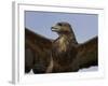 Close-Up of a Buzzard (Buteo Buteo), Captive, Cumbria, England, United Kingdom-Steve & Ann Toon-Framed Photographic Print