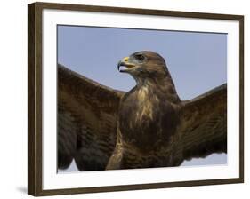 Close-Up of a Buzzard (Buteo Buteo), Captive, Cumbria, England, United Kingdom-Steve & Ann Toon-Framed Photographic Print