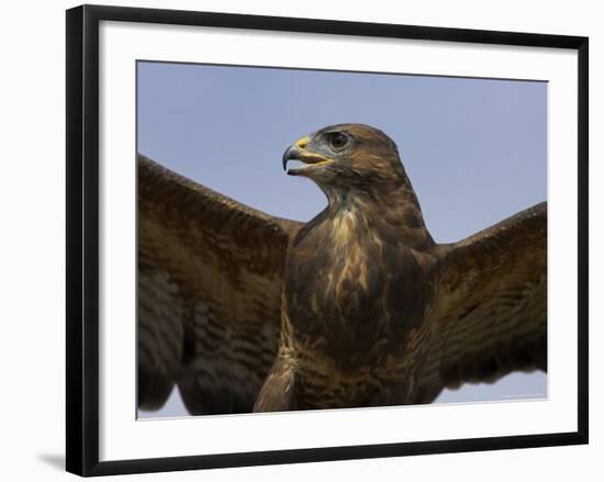 Close-Up of a Buzzard (Buteo Buteo), Captive, Cumbria, England, United Kingdom-Steve & Ann Toon-Framed Photographic Print