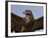 Close-Up of a Buzzard (Buteo Buteo), Captive, Cumbria, England, United Kingdom-Steve & Ann Toon-Framed Photographic Print