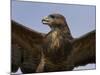 Close-Up of a Buzzard (Buteo Buteo), Captive, Cumbria, England, United Kingdom-Steve & Ann Toon-Mounted Photographic Print