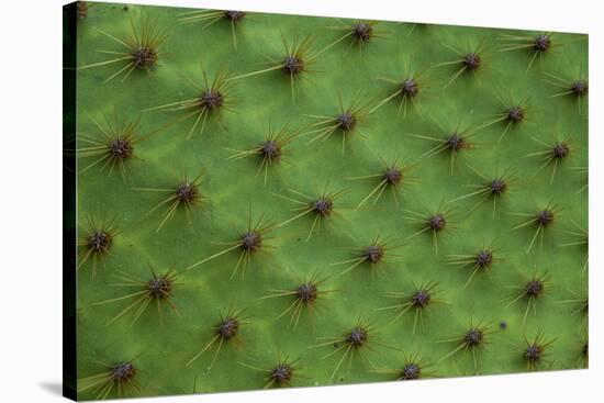 Close up of a cactus, South Plaza Island, Galapagos islands, Ecuador.-Sergio Pitamitz-Stretched Canvas