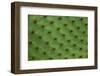 Close up of a cactus, South Plaza Island, Galapagos islands, Ecuador.-Sergio Pitamitz-Framed Premium Photographic Print