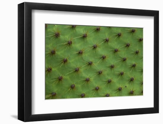 Close up of a cactus, South Plaza Island, Galapagos islands, Ecuador.-Sergio Pitamitz-Framed Premium Photographic Print