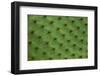 Close up of a cactus, South Plaza Island, Galapagos islands, Ecuador.-Sergio Pitamitz-Framed Premium Photographic Print