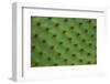 Close up of a cactus, South Plaza Island, Galapagos islands, Ecuador.-Sergio Pitamitz-Framed Premium Photographic Print