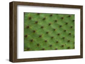 Close up of a cactus, South Plaza Island, Galapagos islands, Ecuador.-Sergio Pitamitz-Framed Photographic Print