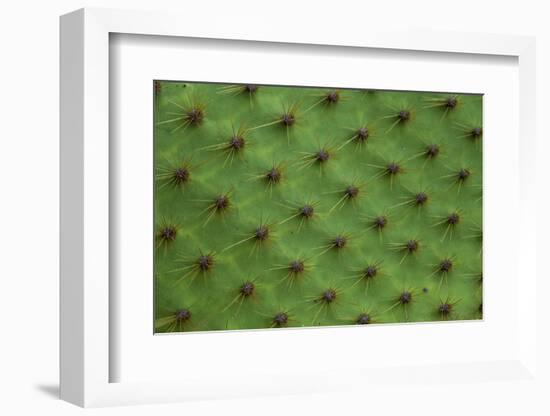 Close up of a cactus, South Plaza Island, Galapagos islands, Ecuador.-Sergio Pitamitz-Framed Photographic Print