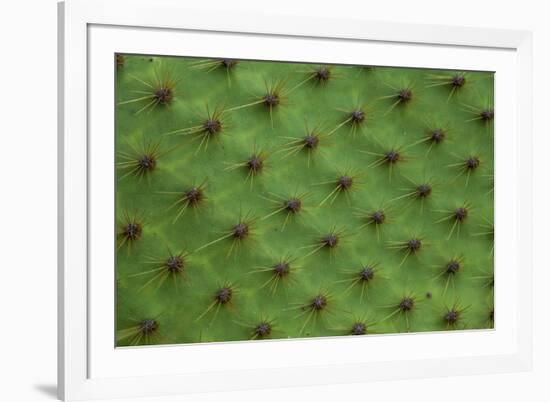 Close up of a cactus, South Plaza Island, Galapagos islands, Ecuador.-Sergio Pitamitz-Framed Photographic Print