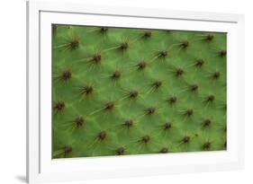 Close up of a cactus, South Plaza Island, Galapagos islands, Ecuador.-Sergio Pitamitz-Framed Photographic Print