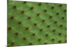 Close up of a cactus, South Plaza Island, Galapagos islands, Ecuador.-Sergio Pitamitz-Mounted Photographic Print