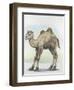 Close-Up of a Calf of a Bactrian Camel (Camelus Ferus)-null-Framed Giclee Print