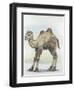 Close-Up of a Calf of a Bactrian Camel (Camelus Ferus)-null-Framed Giclee Print