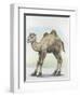 Close-Up of a Calf of a Bactrian Camel (Camelus Ferus)-null-Framed Giclee Print