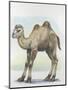 Close-Up of a Calf of a Bactrian Camel (Camelus Ferus)-null-Mounted Giclee Print