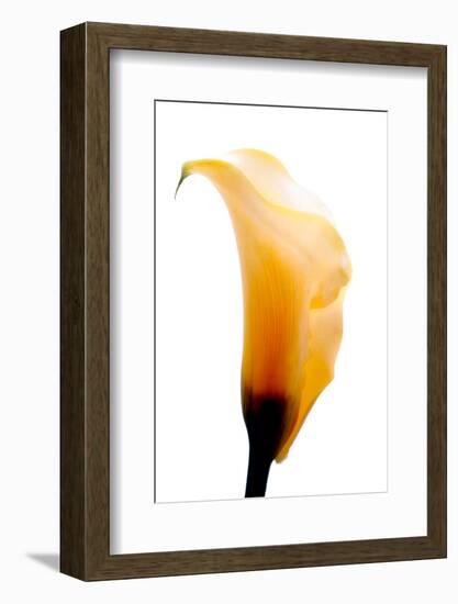 Close-up of a Calla Lily flower-null-Framed Photographic Print