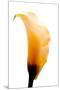 Close-up of a Calla Lily flower-null-Mounted Premium Photographic Print