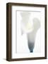 Close-up of a Calla Lily flower-null-Framed Photographic Print