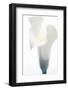 Close-up of a Calla Lily flower-null-Framed Photographic Print