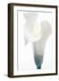 Close-up of a Calla Lily flower-null-Framed Photographic Print