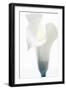 Close-up of a Calla Lily flower-null-Framed Photographic Print
