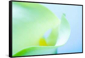 Close-up of a Calla Lily flower-null-Framed Stretched Canvas