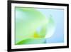 Close-up of a Calla Lily flower-null-Framed Photographic Print