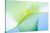 Close-up of a Calla Lily flower-null-Stretched Canvas