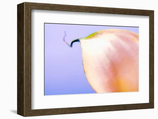 Close-up of a Calla Lily flower-null-Framed Photographic Print