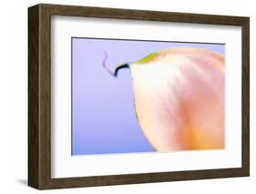 Close-up of a Calla Lily flower-null-Framed Photographic Print