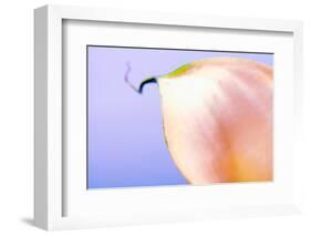 Close-up of a Calla Lily flower-null-Framed Photographic Print