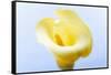 Close-up of a Calla Lily flower-null-Framed Stretched Canvas