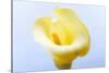 Close-up of a Calla Lily flower-null-Stretched Canvas