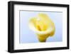 Close-up of a Calla Lily flower-null-Framed Photographic Print