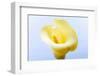 Close-up of a Calla Lily flower-null-Framed Photographic Print