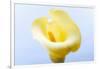 Close-up of a Calla Lily flower-null-Framed Premium Photographic Print