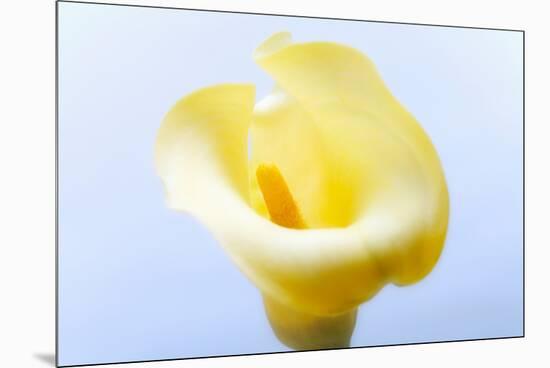 Close-up of a Calla Lily flower-null-Mounted Premium Photographic Print