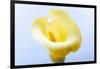 Close-up of a Calla Lily flower-null-Framed Premium Photographic Print