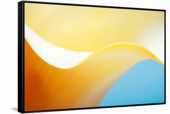 Close-up of a Calla Lily flower-null-Framed Stretched Canvas