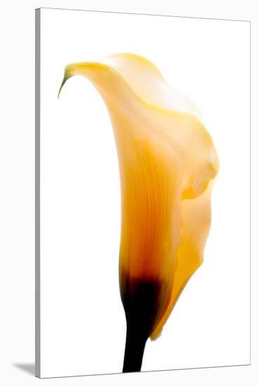 Close-up of a Calla Lily flower-null-Stretched Canvas