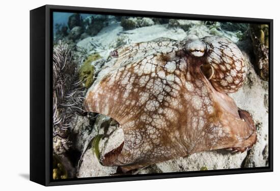 Close-Up of a Caribbean Reef Octopus Off the Coast of Belize-Stocktrek Images-Framed Stretched Canvas