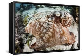 Close-Up of a Caribbean Reef Octopus Off the Coast of Belize-Stocktrek Images-Framed Stretched Canvas