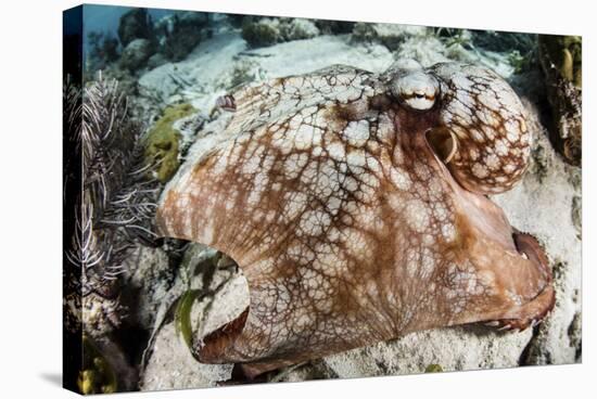 Close-Up of a Caribbean Reef Octopus Off the Coast of Belize-Stocktrek Images-Stretched Canvas